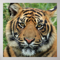 Schönes Tiger Foto Poster