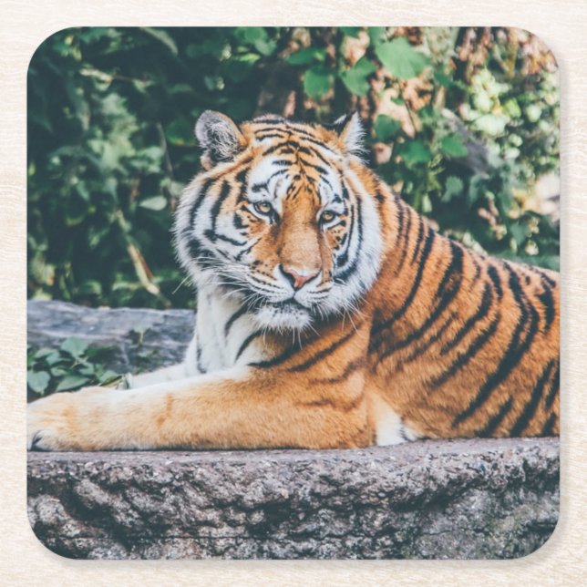 Schönes Tiger Untersetzer Set (Vorderseite)