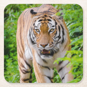 Schönes Tiger Untersetzer Set