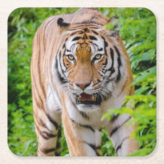 Schönes Tiger Untersetzer Set (Vorderseite)