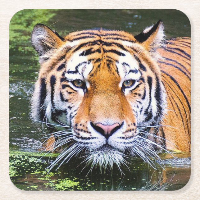 Schönes Tiger Untersetzer Set (Vorderseite)