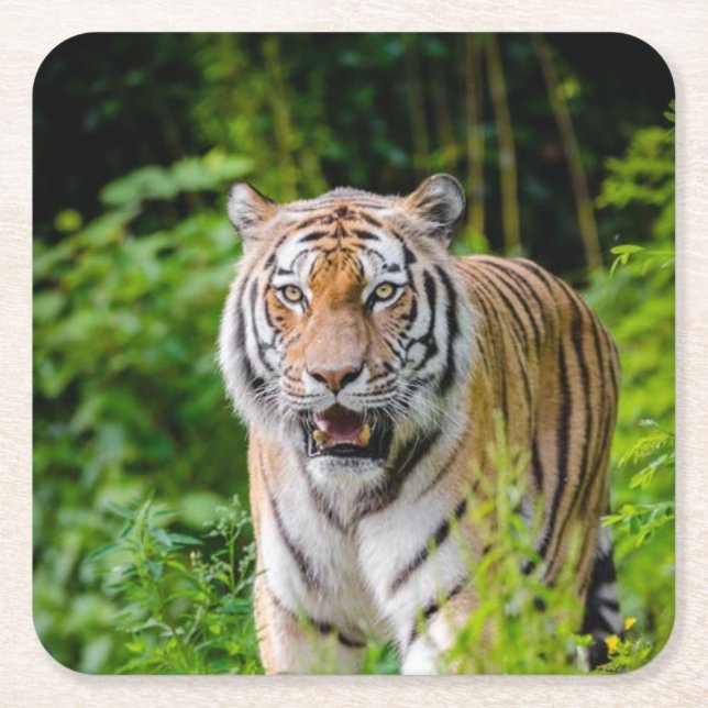 Schönes Tiger Untersetzer Set (Vorderseite)