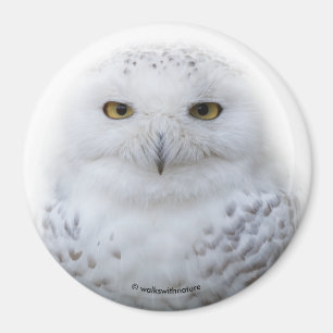 Schönes, traumhaftes und serenschneesicheres Owl Magnet