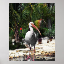 Schönes Tropical Bird Foto