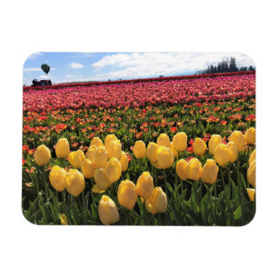 Schönes Tulip Field mit Heißluftballon, Oregon Magnet