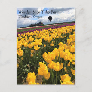 Schönes Tulip Field mit Heißluftballon, Oregon Postkarte