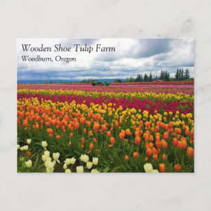 Schönes Tulip Field, Oregon Postcard Postkarte