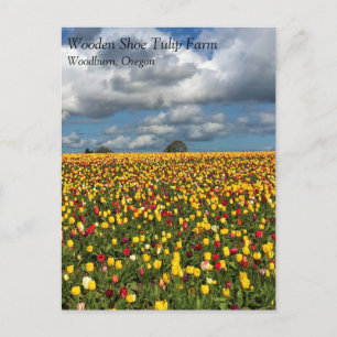 Schönes Tulip Field, Oregon Postcard Postkarte