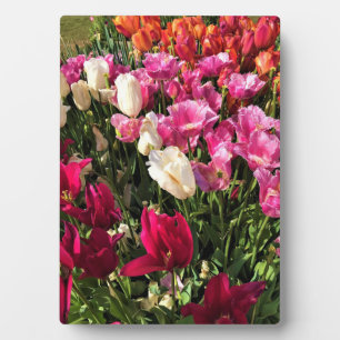 Schönes Tulip Garden Bed. Oregon Fotoplatte