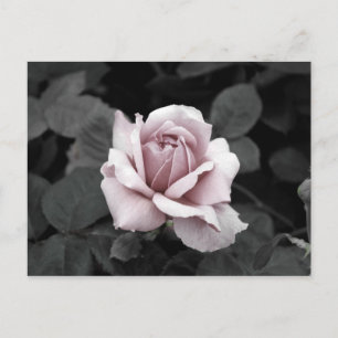 Schönes, verblasstes rosa Rosenprint Postkarte