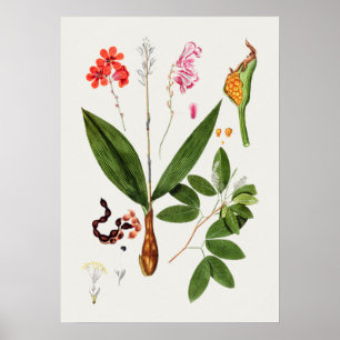 Schönes vintage botanisches Illustrationsposter Poster