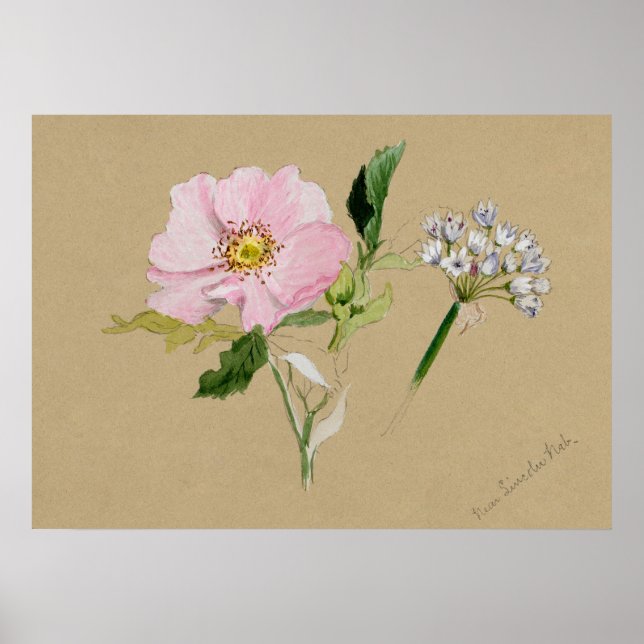 Schönes Vintages botanisches Illustrationspopster Poster (Vorne)