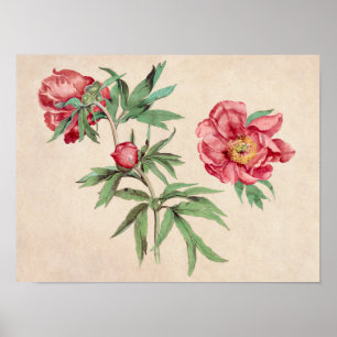Schönes Vintages botanisches Illustrationspopster Poster