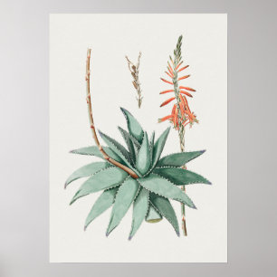 Schönes Vintages botanisches Illustrationspopster Poster