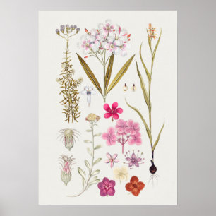 Schönes Vintages botanisches Illustrationspopster Poster