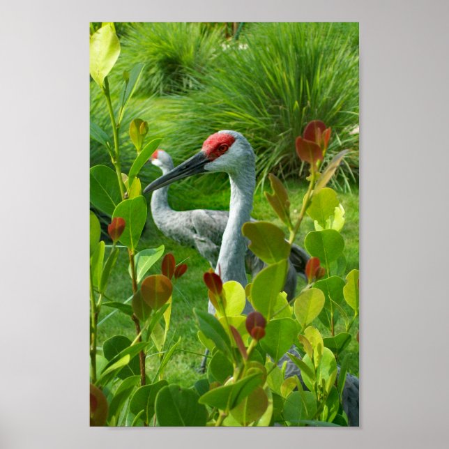 Schönes Vogelfoto von Crane Poster (Vorne)
