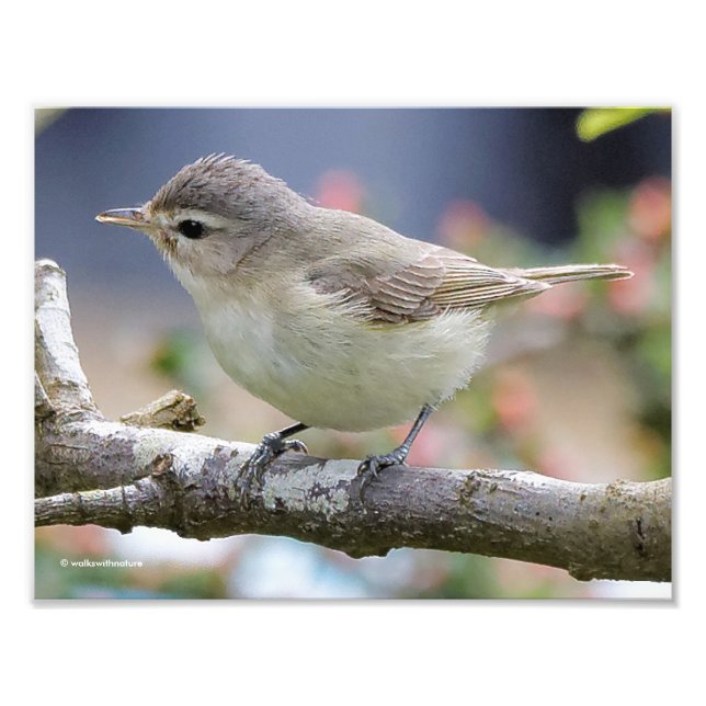 Schönes Warbling Vireo im Pflaumenbaum Fotodruck (Vorne)