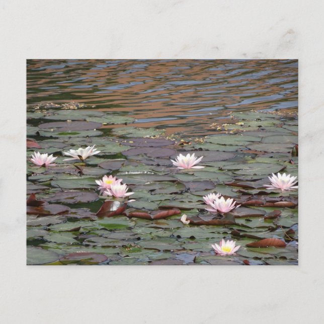 Schönes Wasser Lilies DIY Postkarte (Vorderseite)