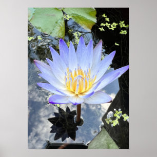 Schönes Wasser Lilly Foto Sky Reflection Poster