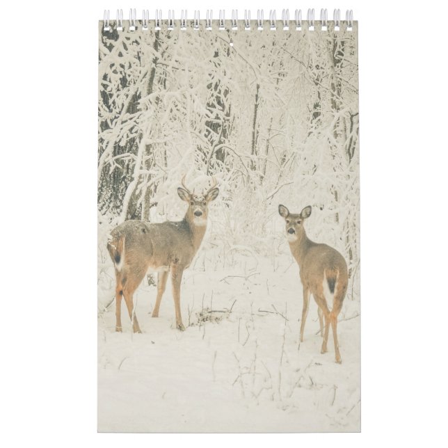 Schönes Weiß angebundene Rotwild Kalender (Titelbild)