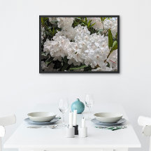 Schönes Weiß Rhododendron Blooms Bloral