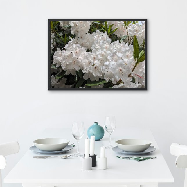 Schönes Weiß Rhododendron Blooms Bloral Poster (In Situ (Framed))