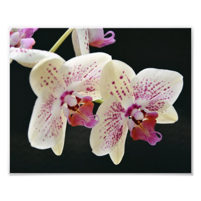 Schönes Weiß & Rosa Orchid mit schwarzem Hintergru Fotodruck (Vorne)