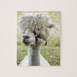 Schönes weißes Lama
