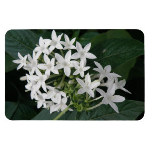 Schönes, weißes Tropenmagazin für Blume Magnet