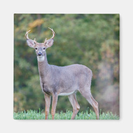 Schönes weißschwanziges Hirsch im Feld Magnet