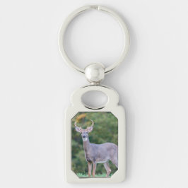 Schönes weißschwanziges Hirsch im Feld Schlüsselanhänger