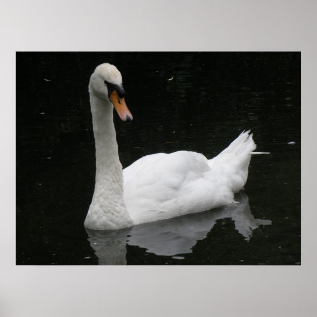 Schönes White Swan Poster (Vorne)