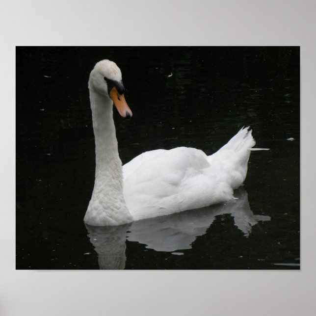 Schönes White Swan Poster (Vorne)
