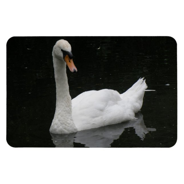 Schönes White Swan Premium Magnet (Horizontal)