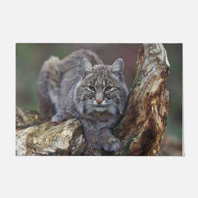 Schönes Wildes Bobcat Foto Fußmatte (Vorderseite)