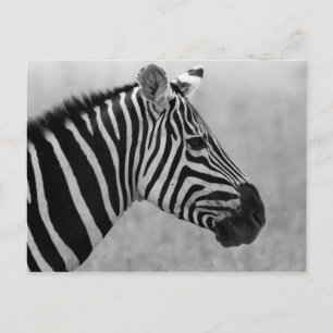 Schönes wildes schwarz-weißes Zebradesign Postkarte