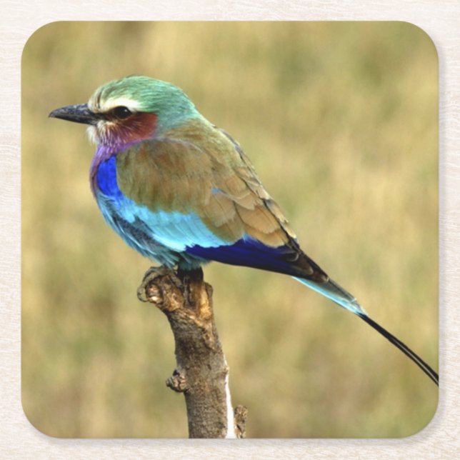 Schönes Wildlife Untersetzer Set (Vorderseite)