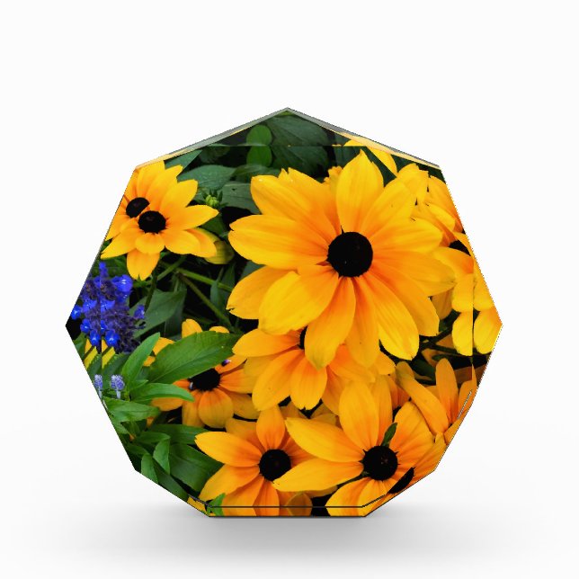 Schönes Yellow Daisy Foto (Vorderseite)