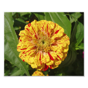 Schönes Zinnia Fotodruck