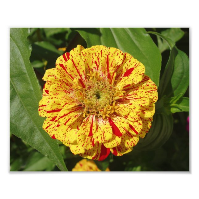 Schönes Zinnia Fotodruck (Vorne)
