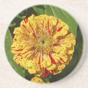 Schönes Zinnia Getränkeuntersetzer