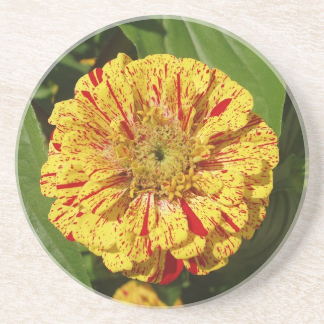 Schönes Zinnia Getränkeuntersetzer (Vorne)