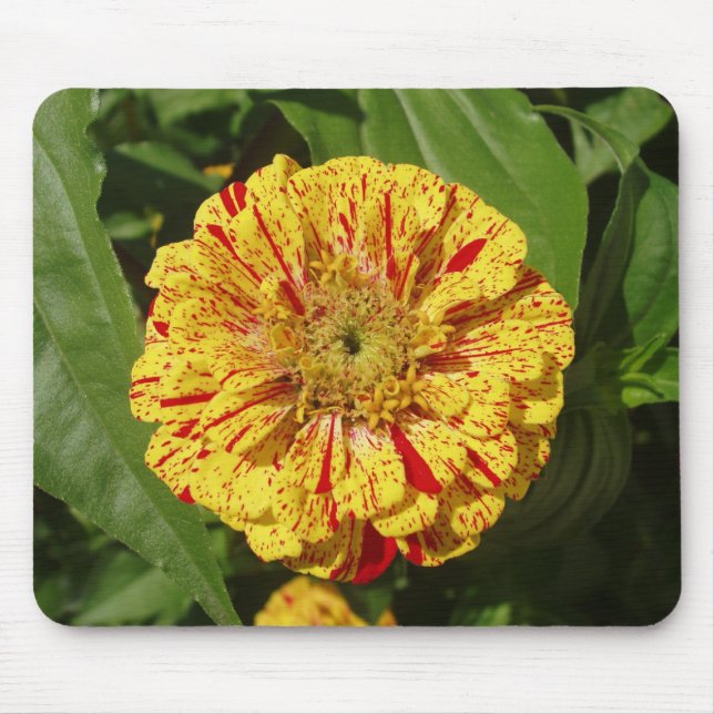 Schönes Zinnia Mousepad (Vorne)