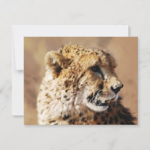 Schönheit der Geparden in Afrika