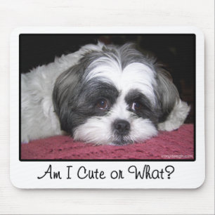 Schönheit der Hund Shih Tzu Mousepad