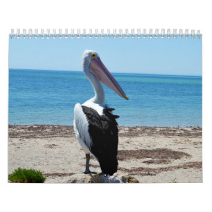 Schönheit der Pelikane Australien 2019, Kalender