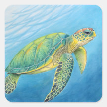 Schönheit der Schildkröte