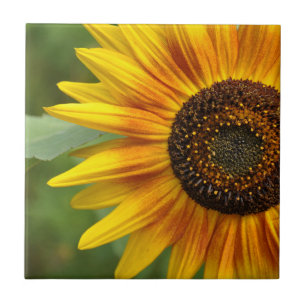 Schönheit der Sonnenblumen Fliese