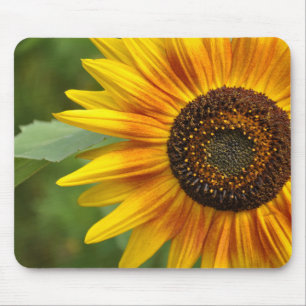 Schönheit der Sonnenblumen Mousepad