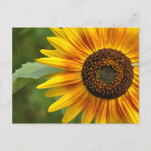 Schönheit der Sonnenblumen Postkarte
